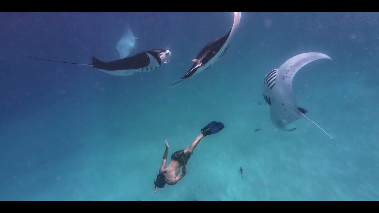Free diving in the Maldives - WaylessTravelers