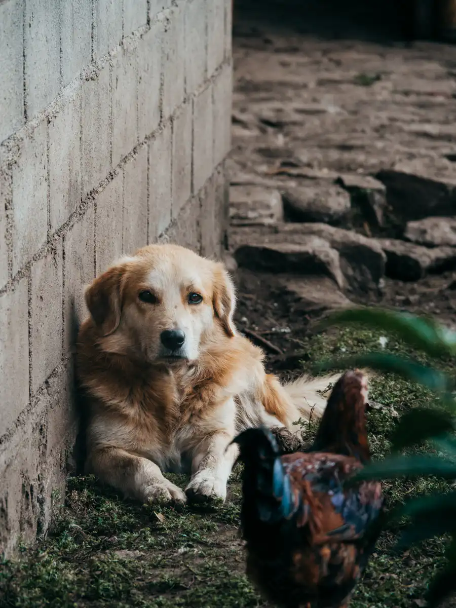 dog and chicken on salkantay trail near the cloudforest