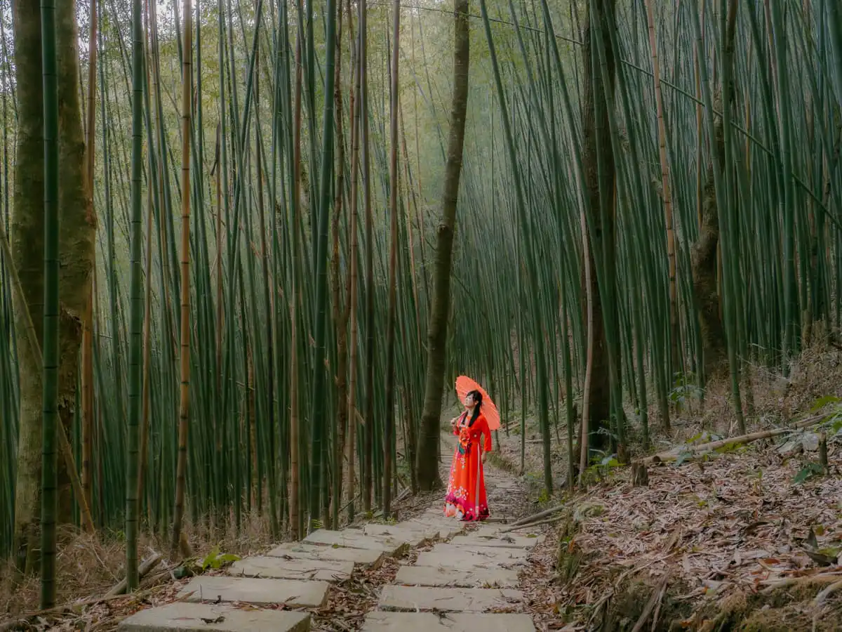 Bamboo forest near Kolia farm