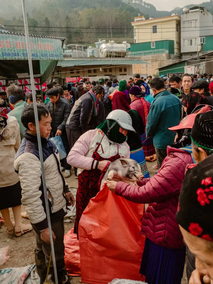 selling of pigs at the market in Ha Giang loop
