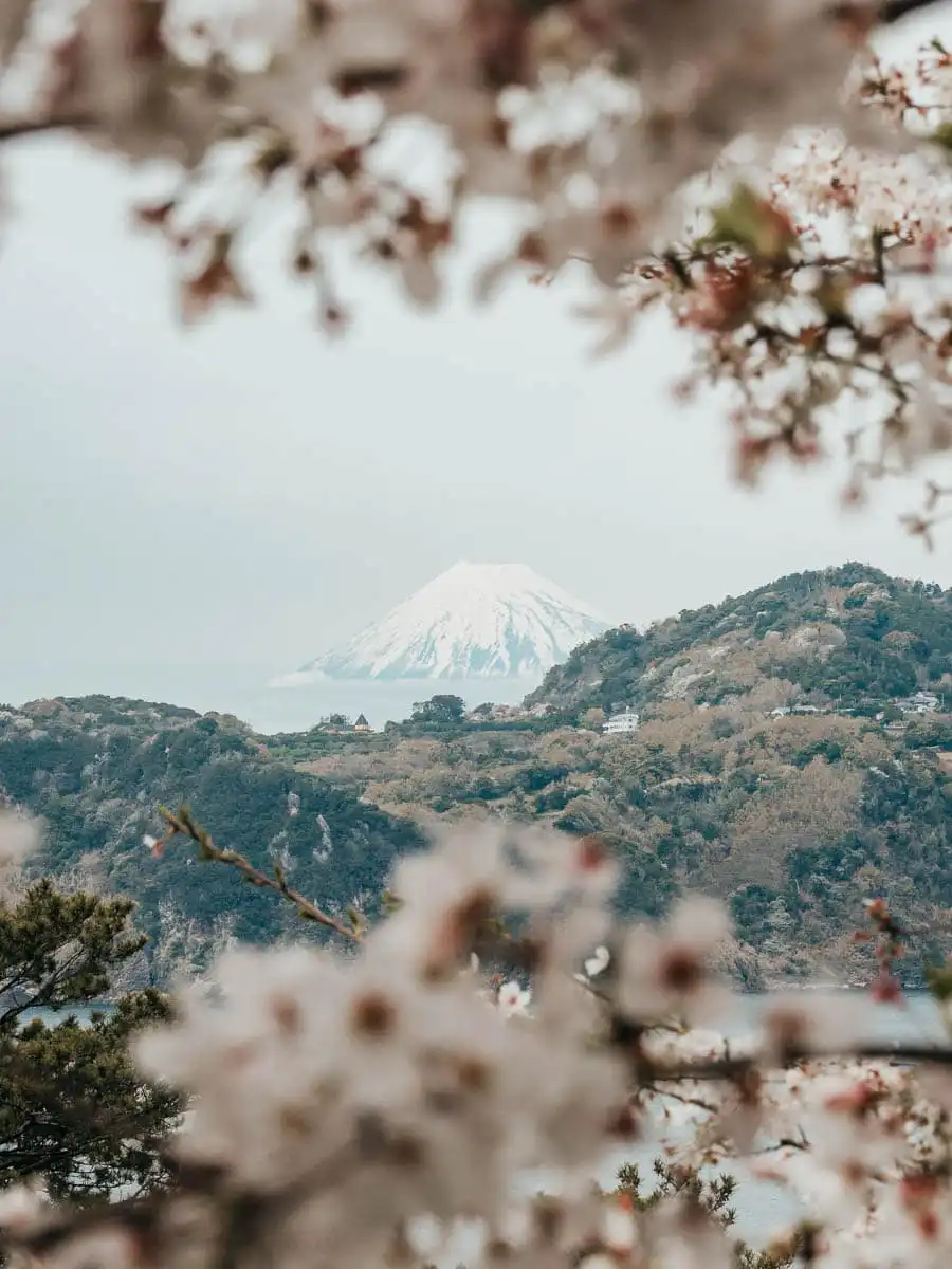 View of Mount Fuji from Izu peninsula with cherry blossoms