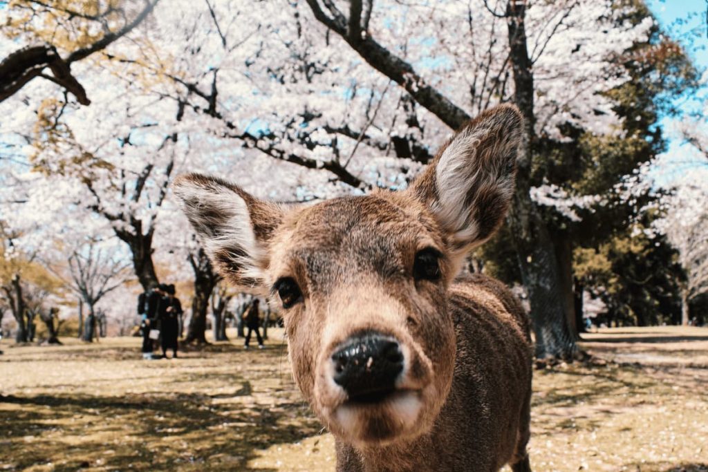 cute deer that you will see during your day trip to nara
