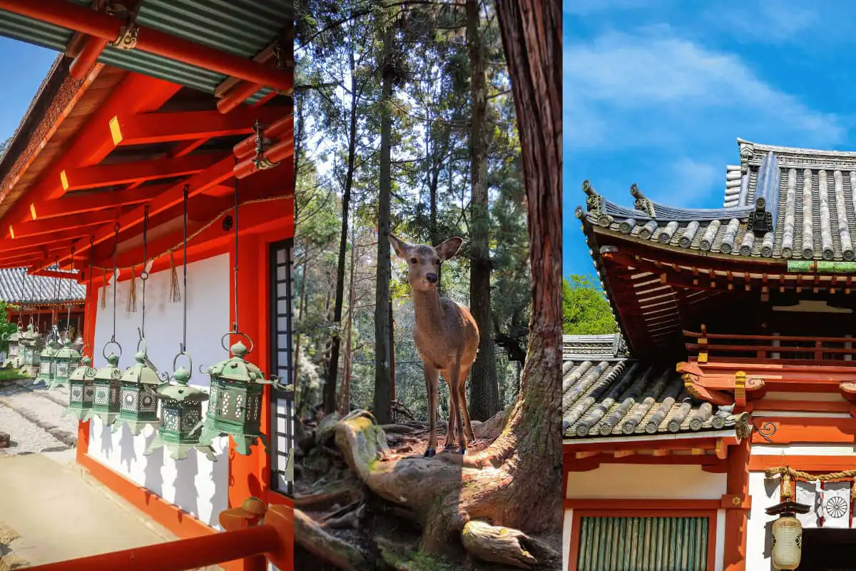 temple deer and pagodas in NAra
