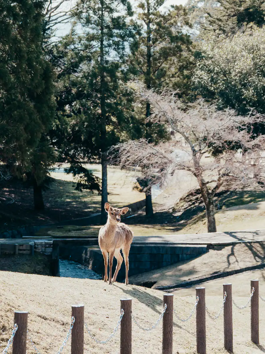 deer in Nara park