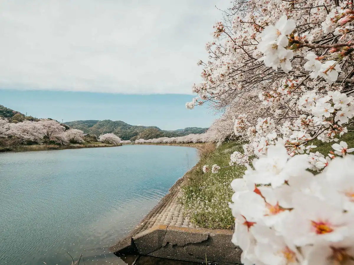 rows of cherry blossom trees with lake cutting through