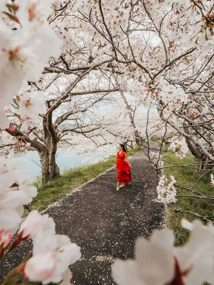 woman wearing red dress walking through cherry blossom park