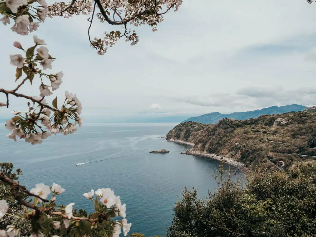 View of Mount fuji with cherry blossoms in the foreground of izu peninsula
