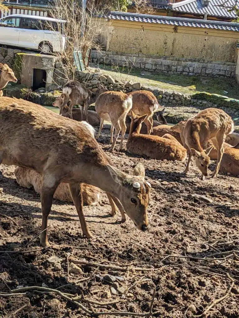 the deer we saw in Nara