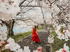 Woman in red dress among the cherry blossoms in japan