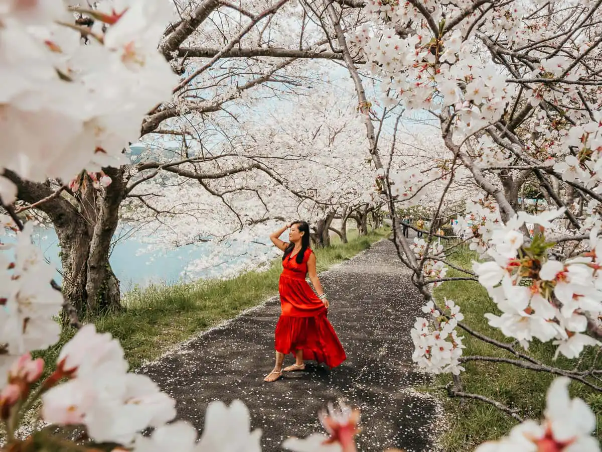 Woman in red dress among the cherry blossoms in japan