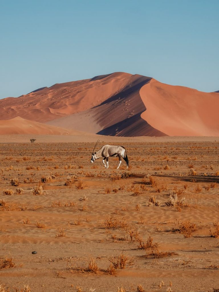 Complete Guide to Visiting the Sossusvlei Dunes in Namibia (2025 ...