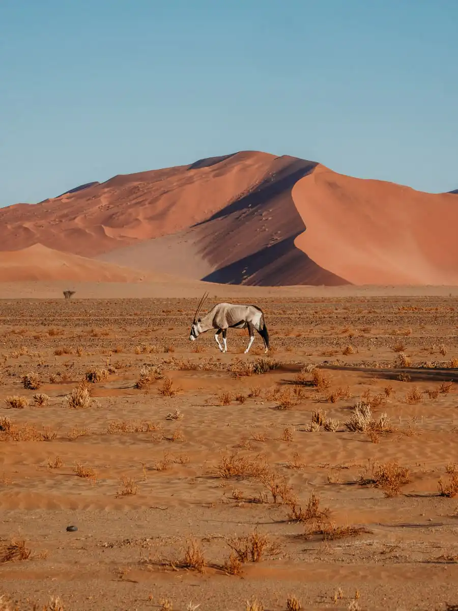 animal walking across the sossusvlei dunes