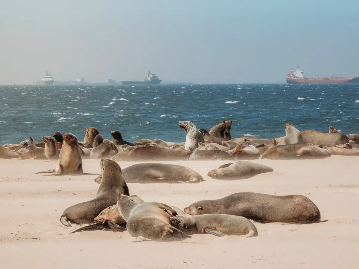 Seals at Pelican Point