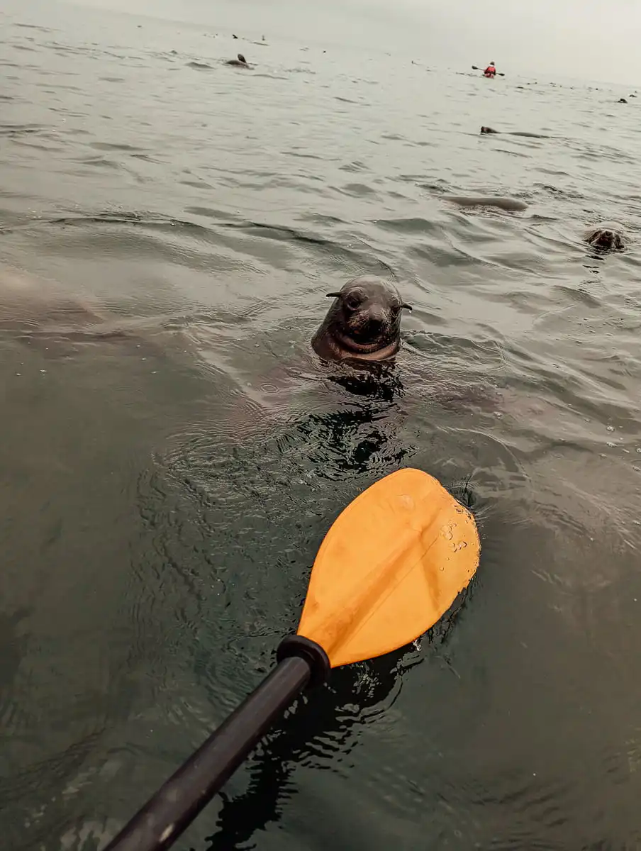 Seal next to our kayak in Namibia