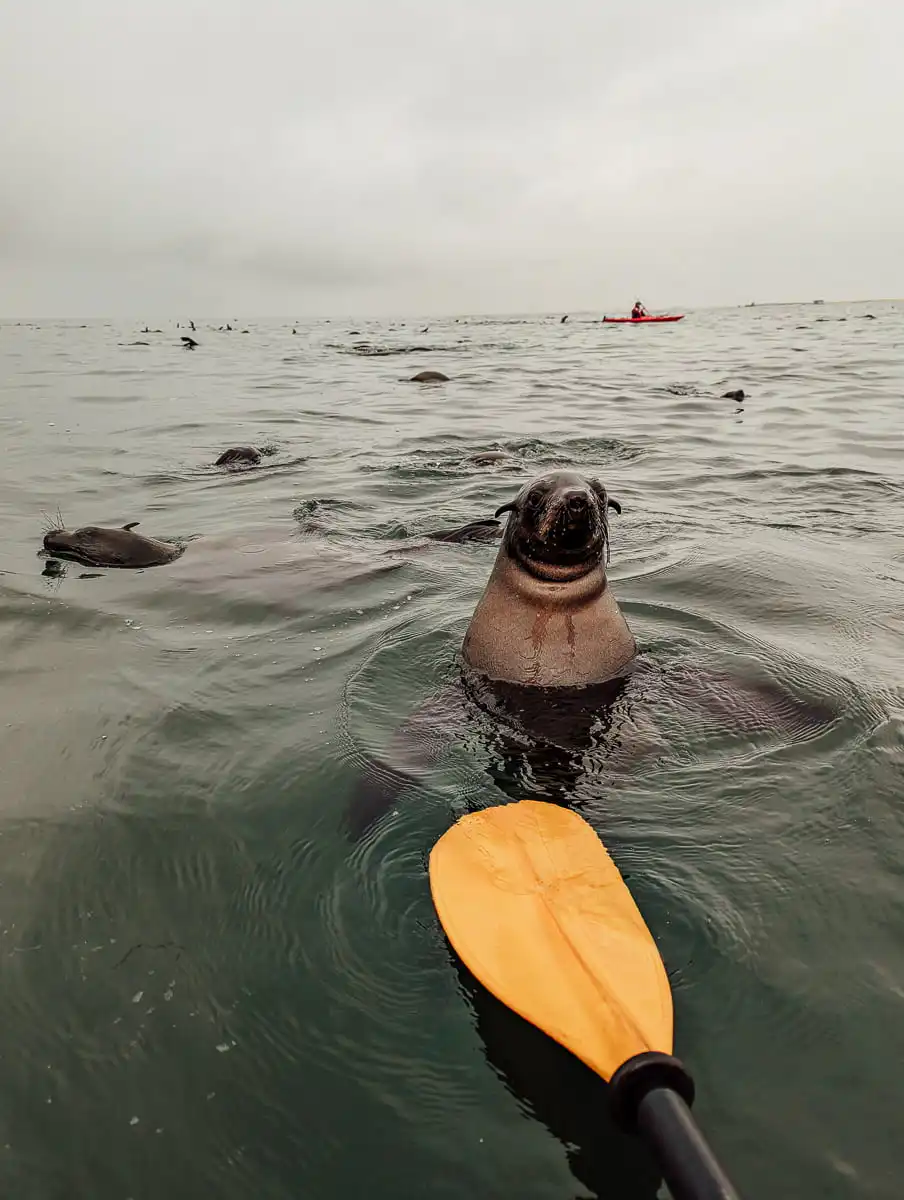Seal kayaking in Swakopmund