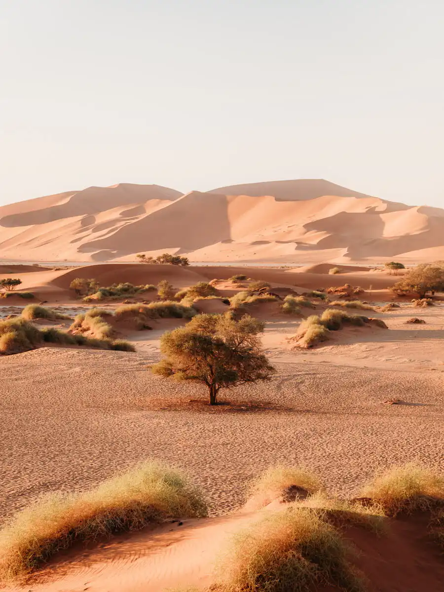 Sossusvlei dunes and trees and dunes in the background