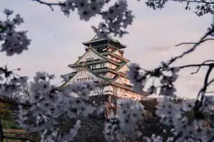 Osaka castle surrounded by cherry blossoms