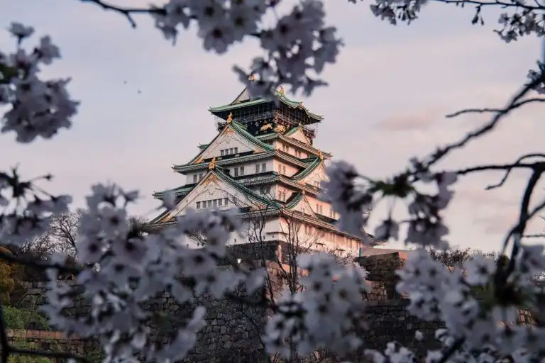 Osaka castle surrounded by cherry blossoms