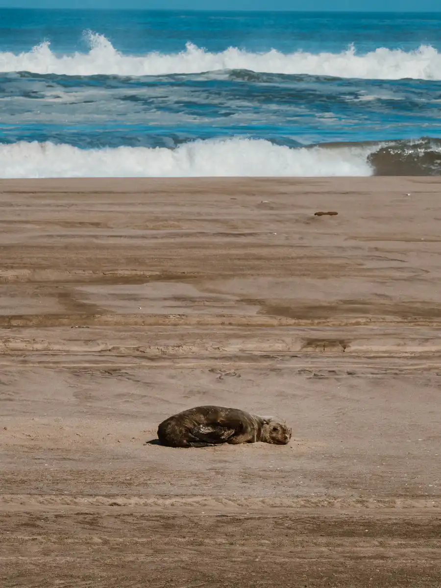 Seal by the water