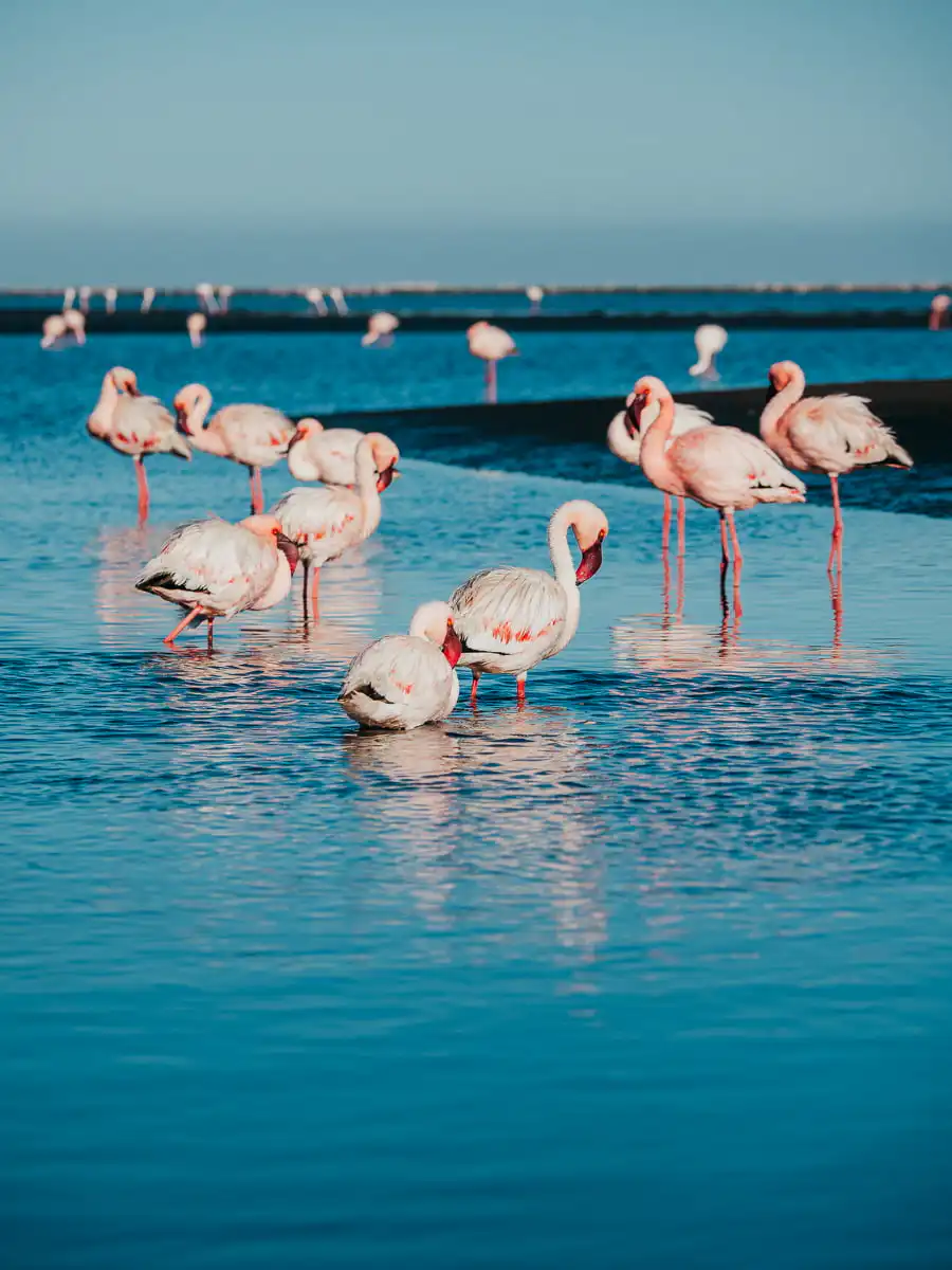 Several flamingos feeding