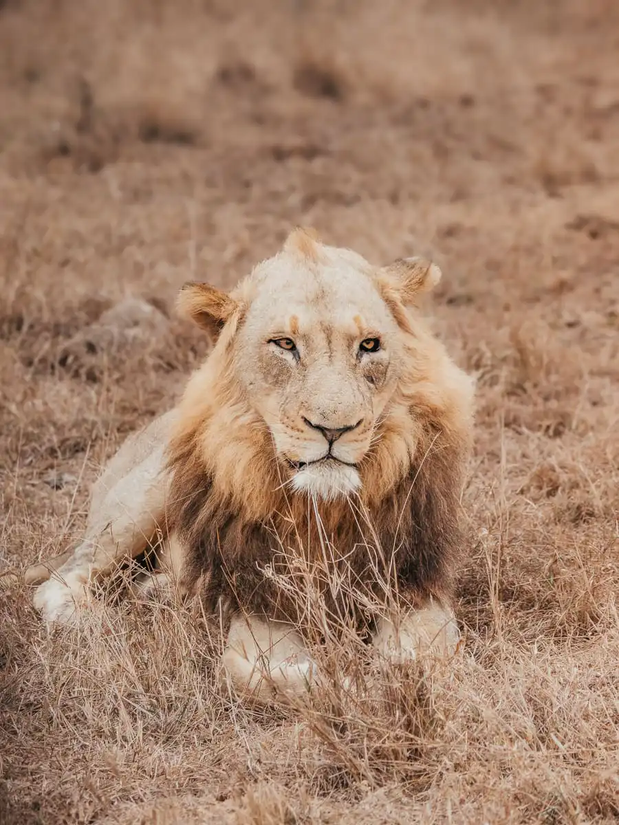 Lion at Kruger National Park