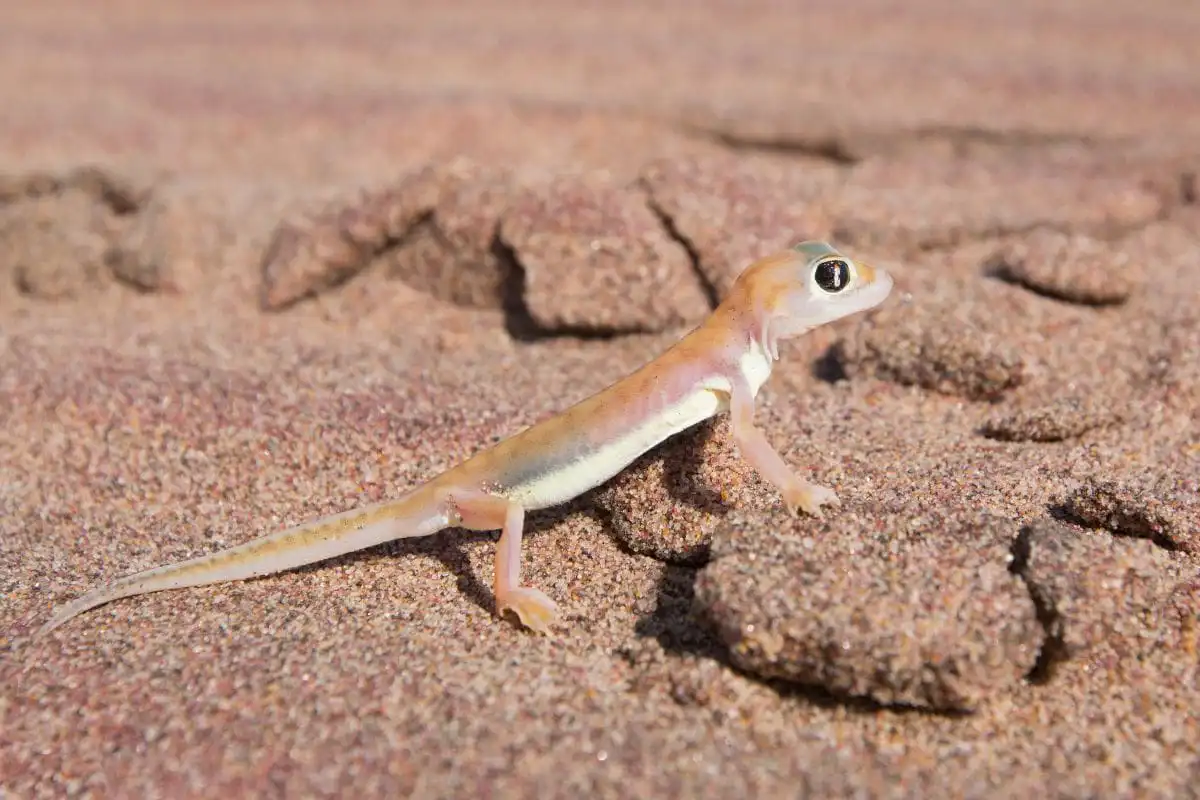 Gecko in the desert of Namibia