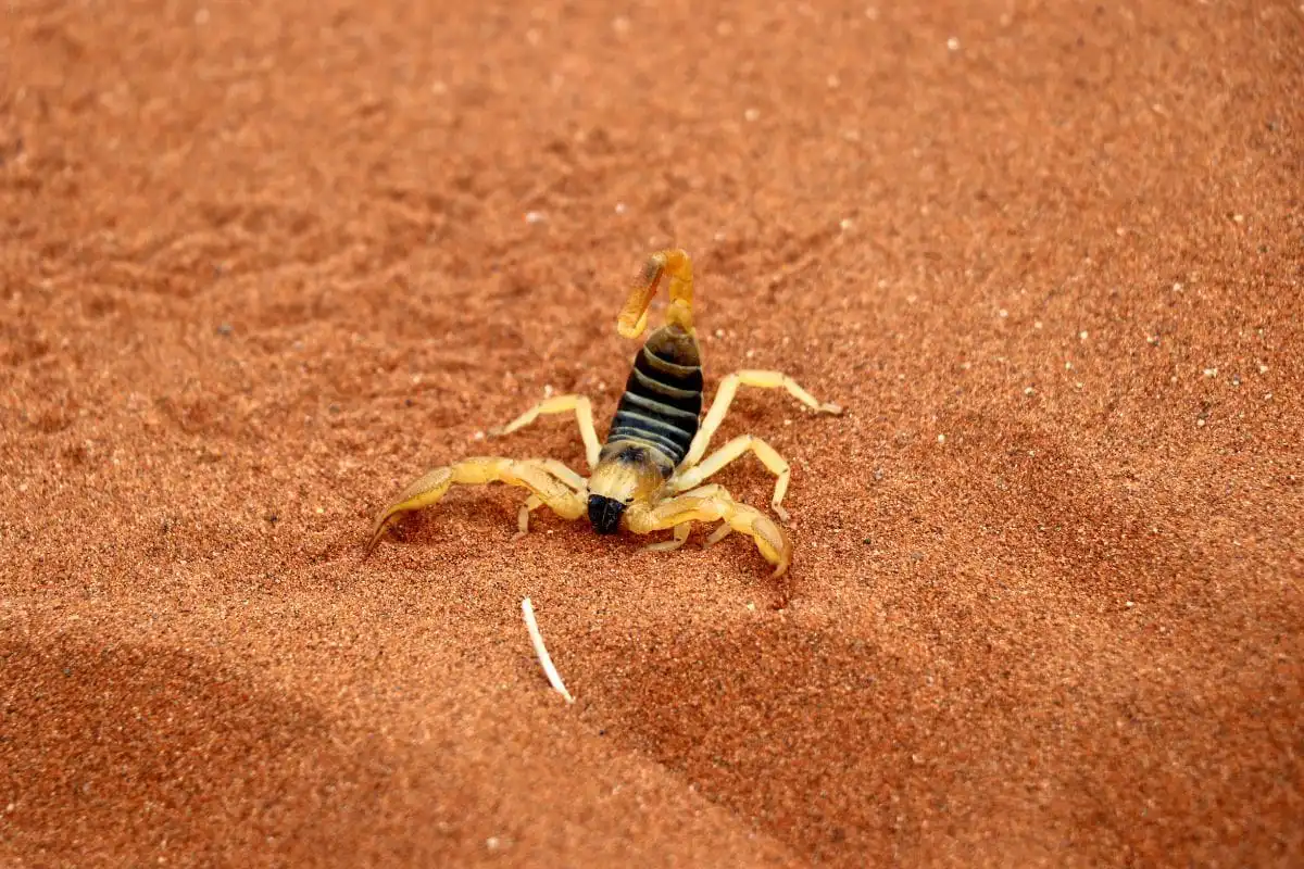 scorpion in desert in Namibia