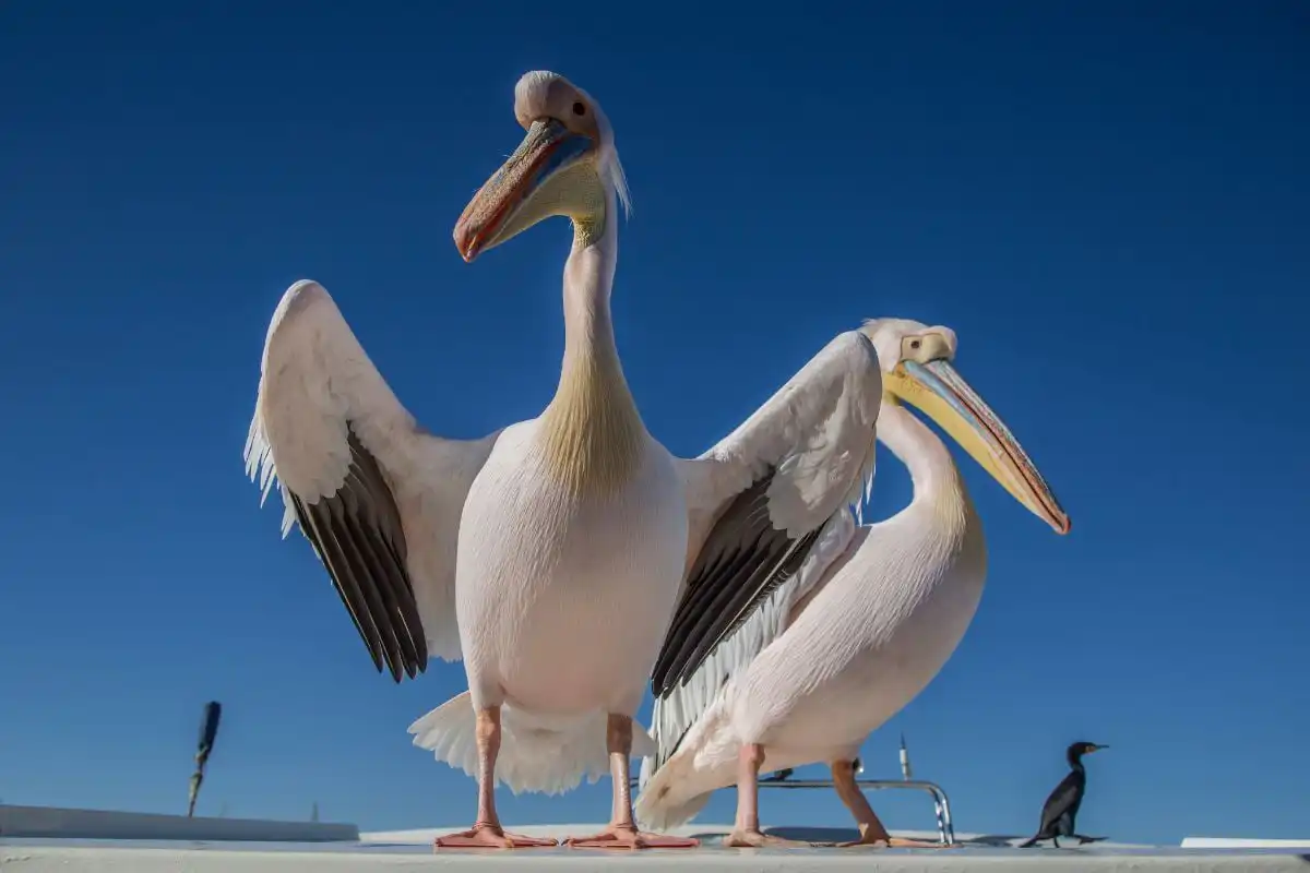 Pelican on the catamaran in Namibia