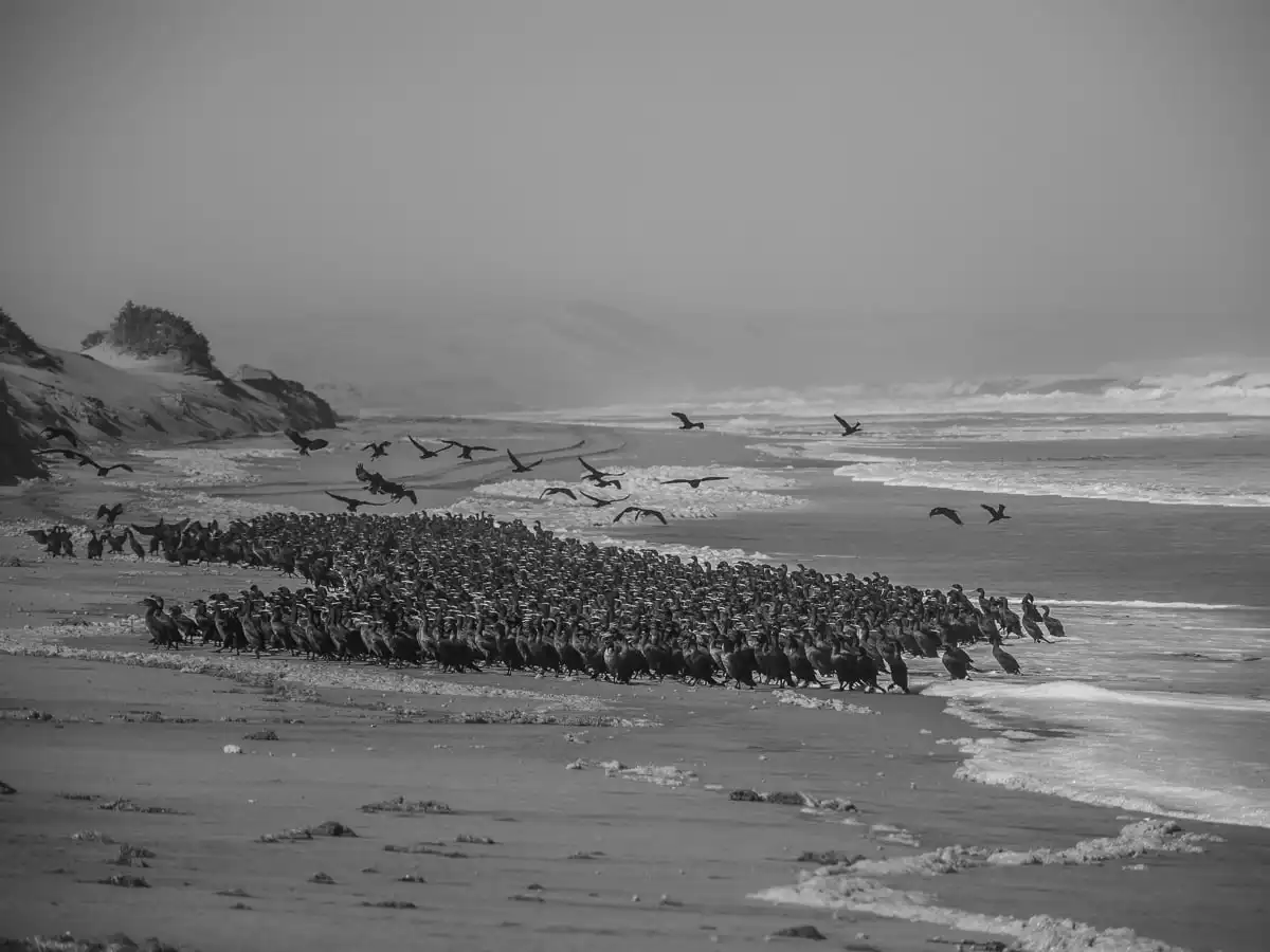 birds at Sandwich Harbour