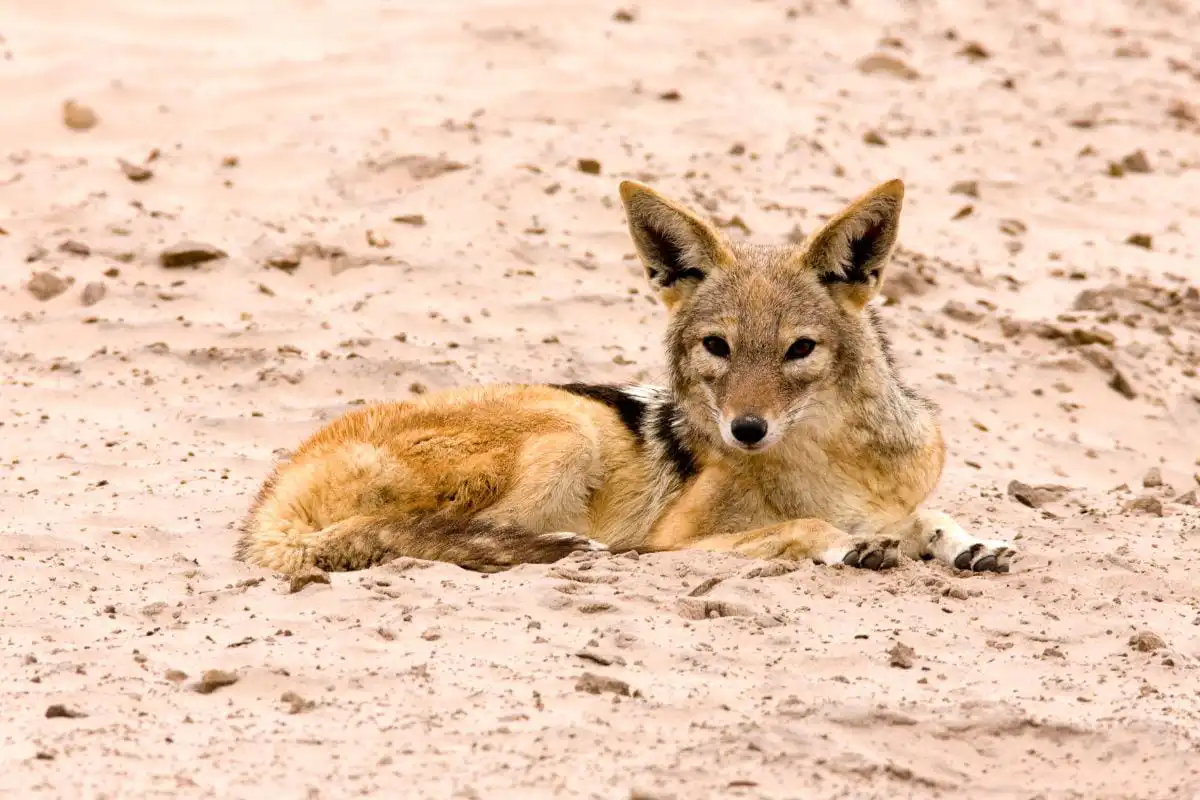 Jackle in Namibia