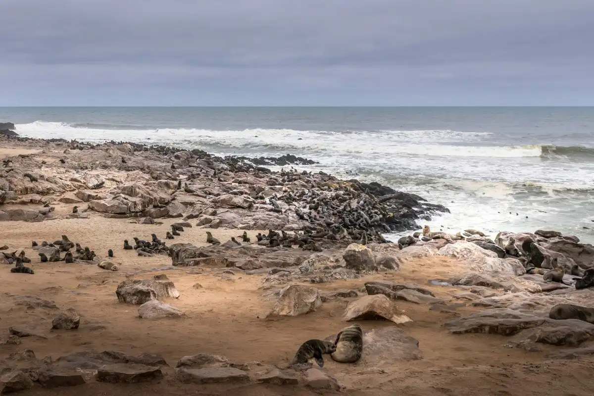 Seal Colony