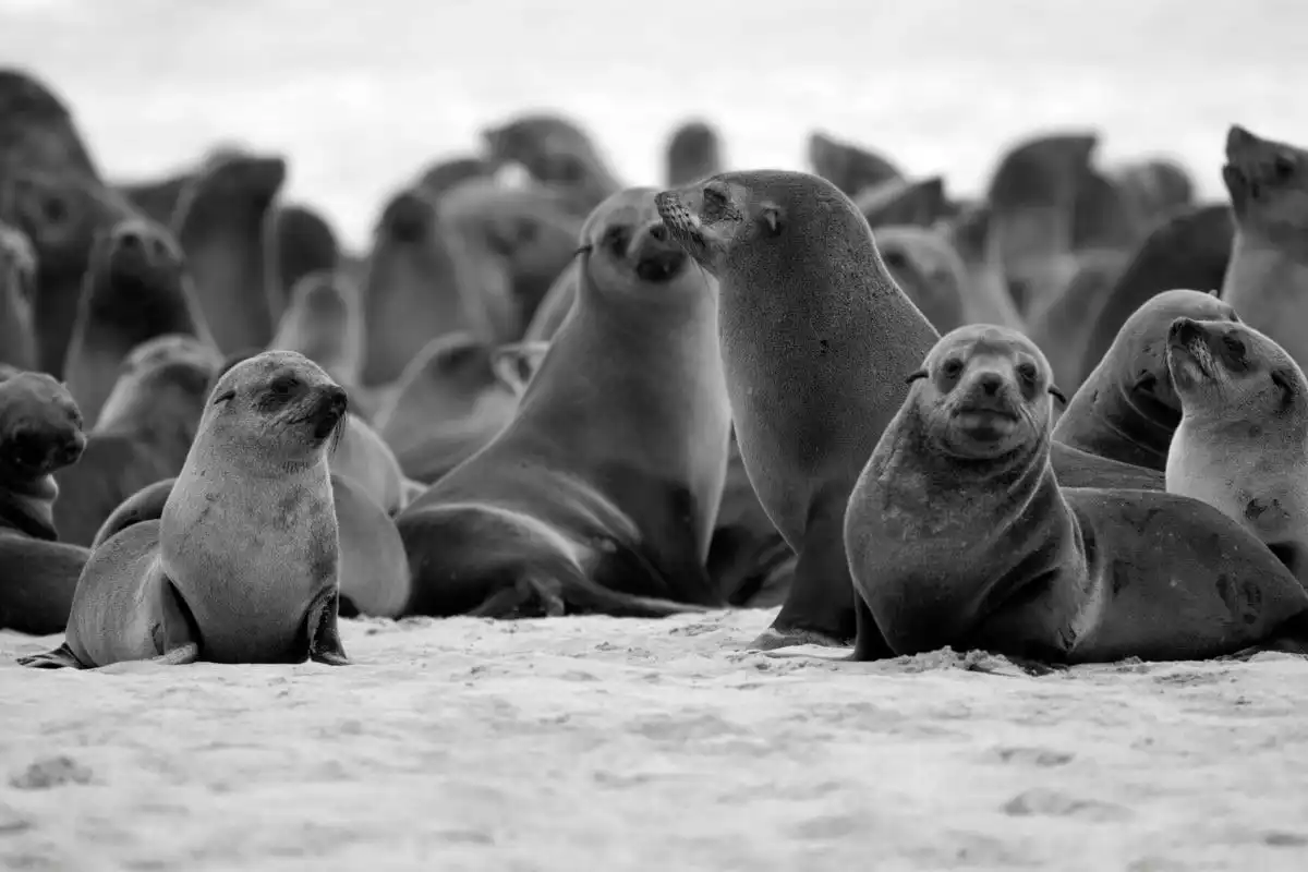 Seals in Namibia