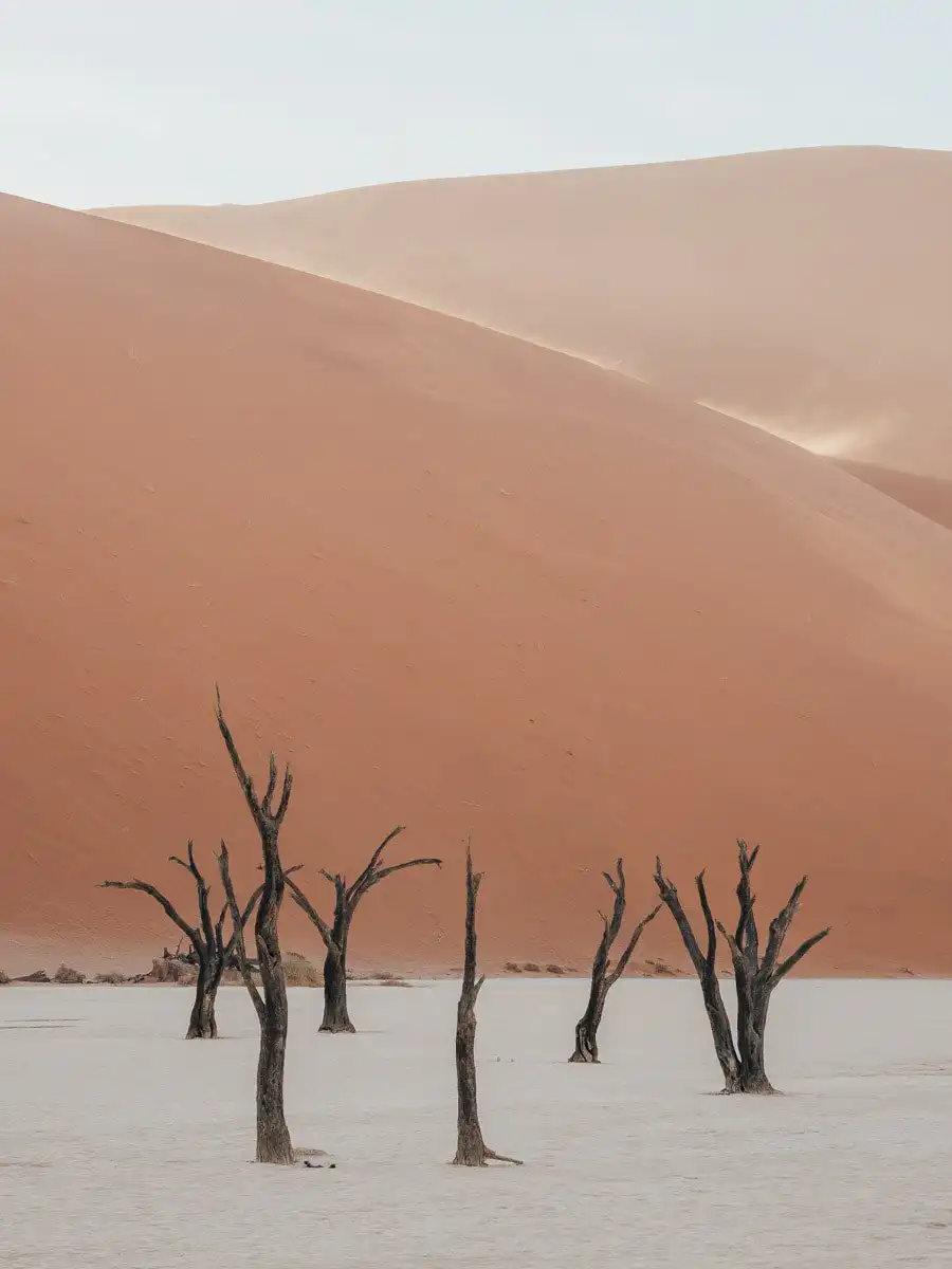 Trees in Deadvlei sunrise