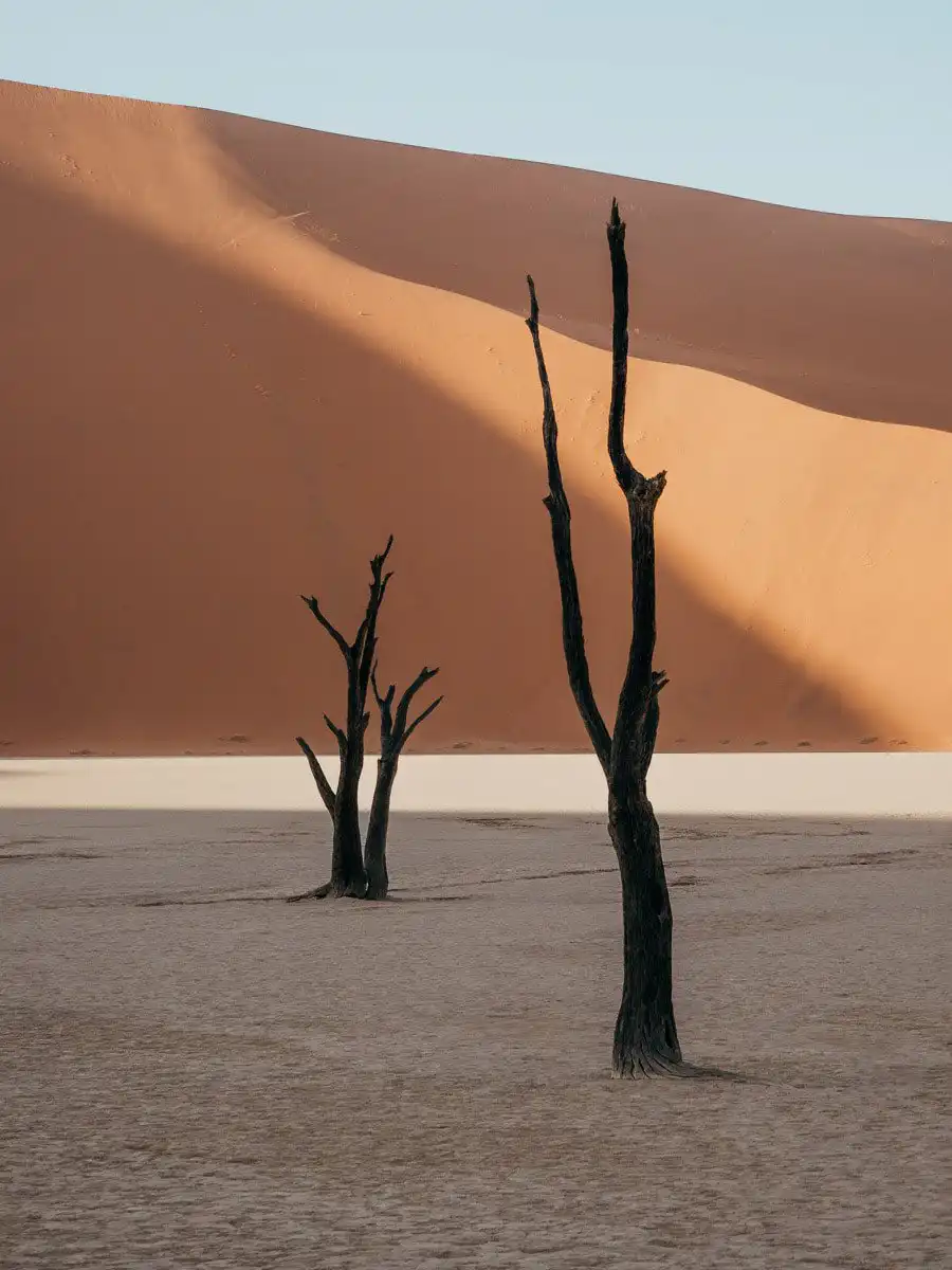 Trees in Deadvlei