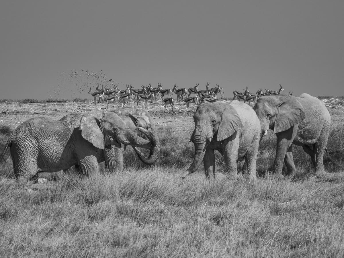 elephants playing in the mud in Etosha