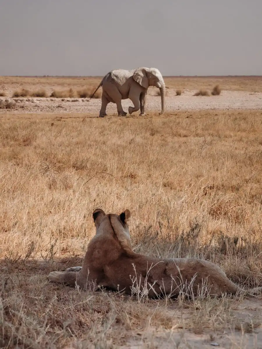 Lion and elephant at Etosha National Park