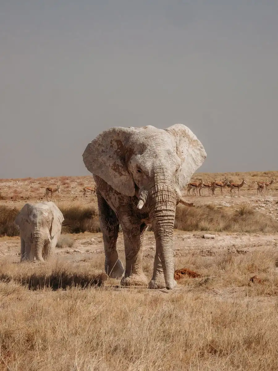 Elephant in Etosha