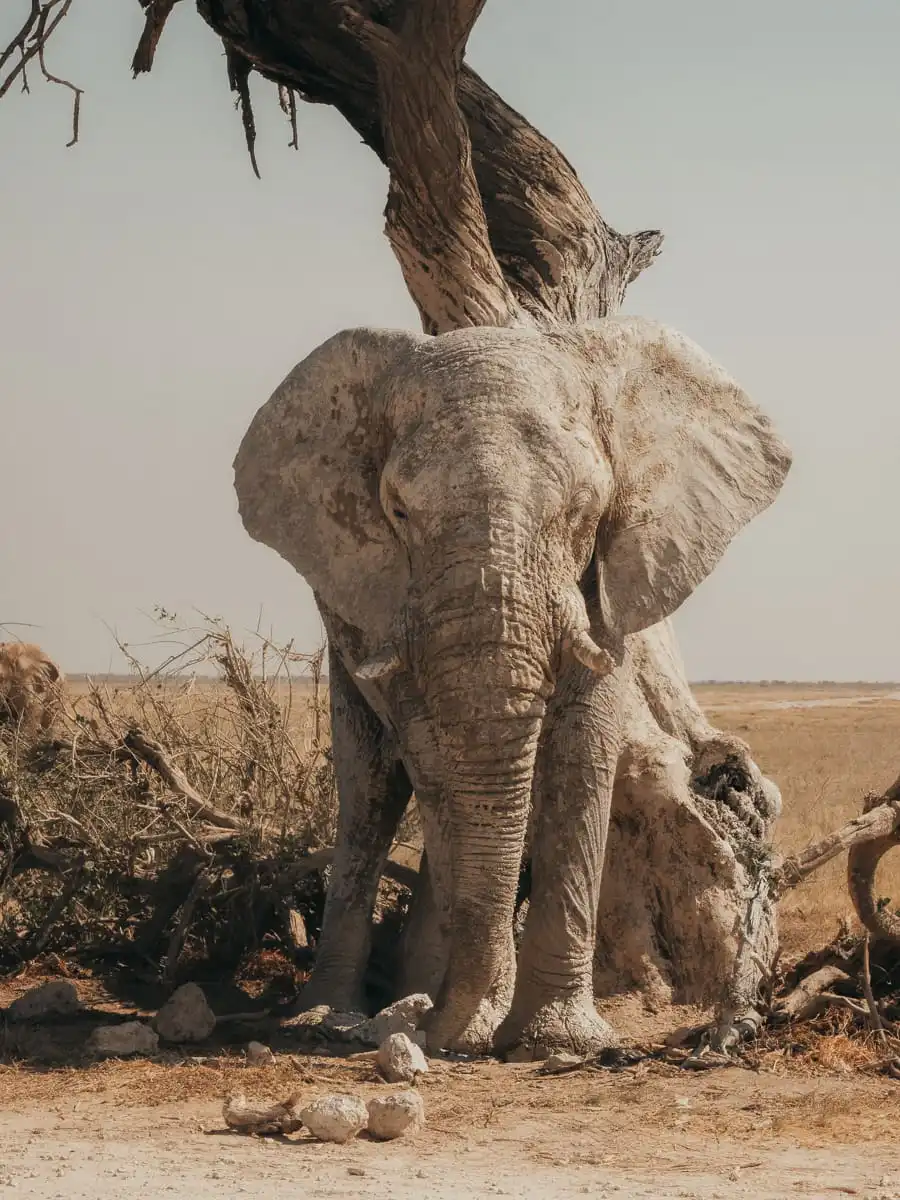 Elephant against a tree in Etosha National Park