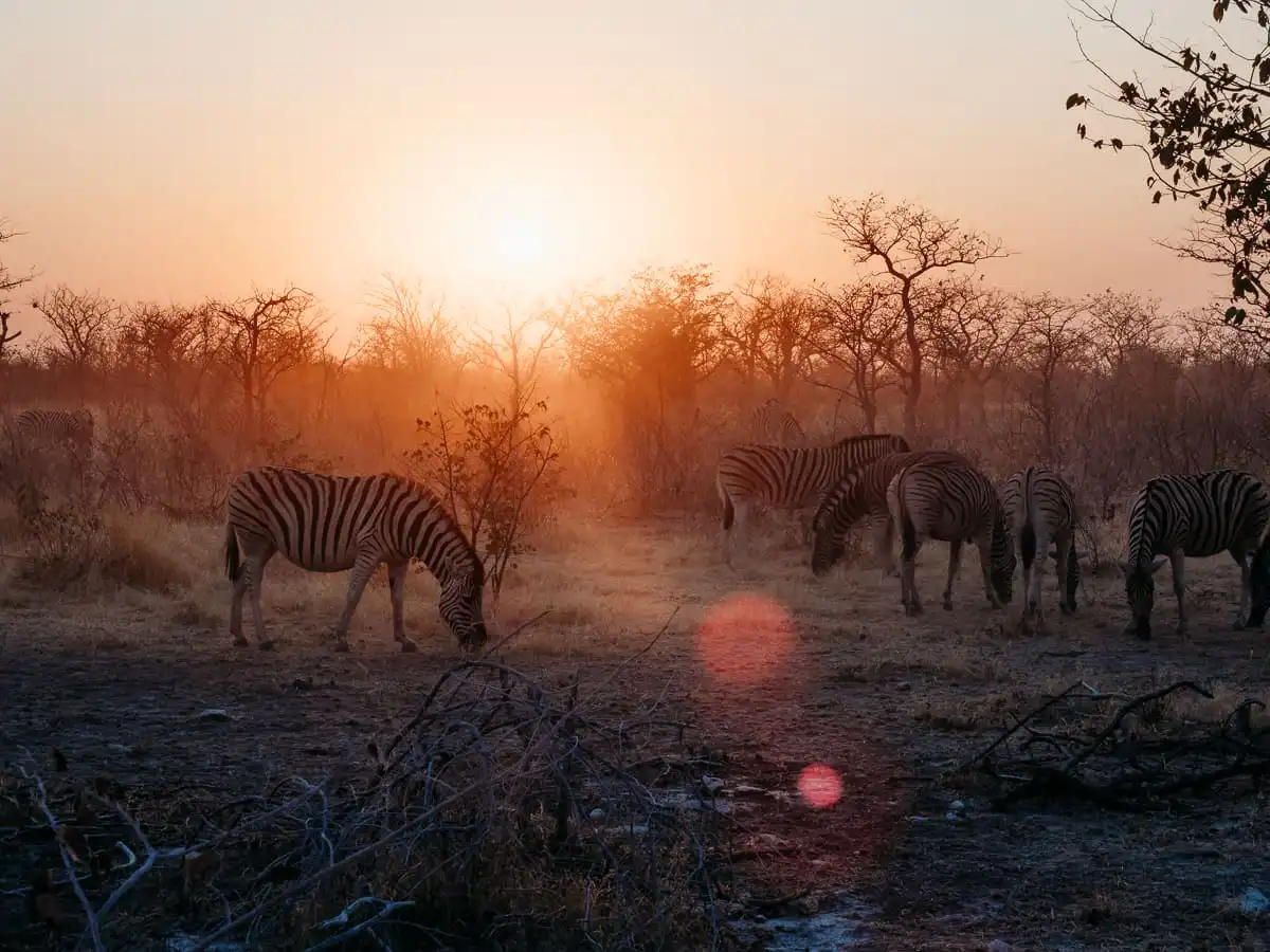 Sunrise with zebras