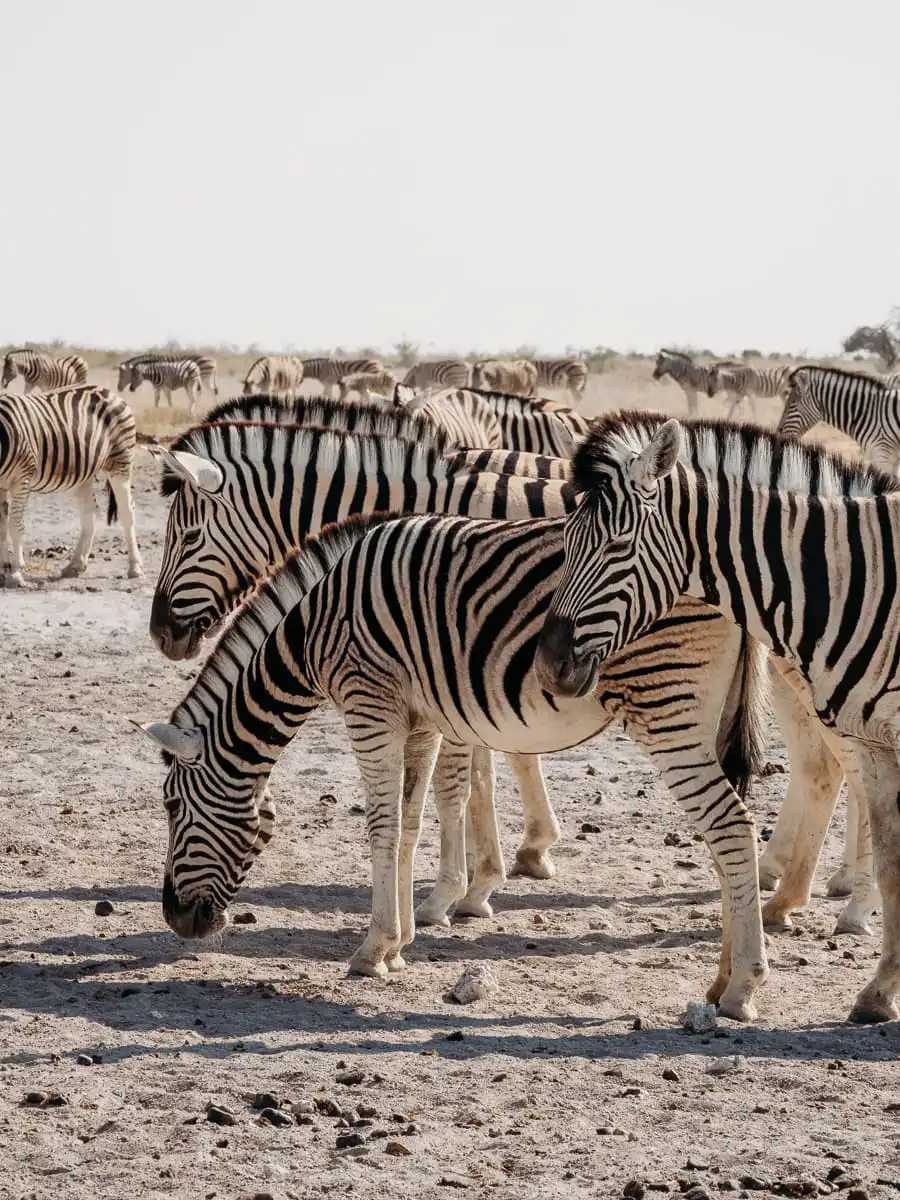 Zebras in Etosha National Park