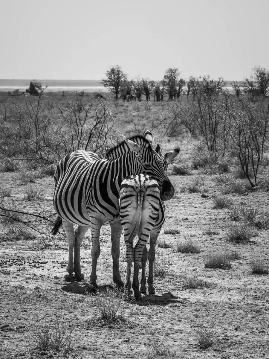 Zebras together in Etosha National Park