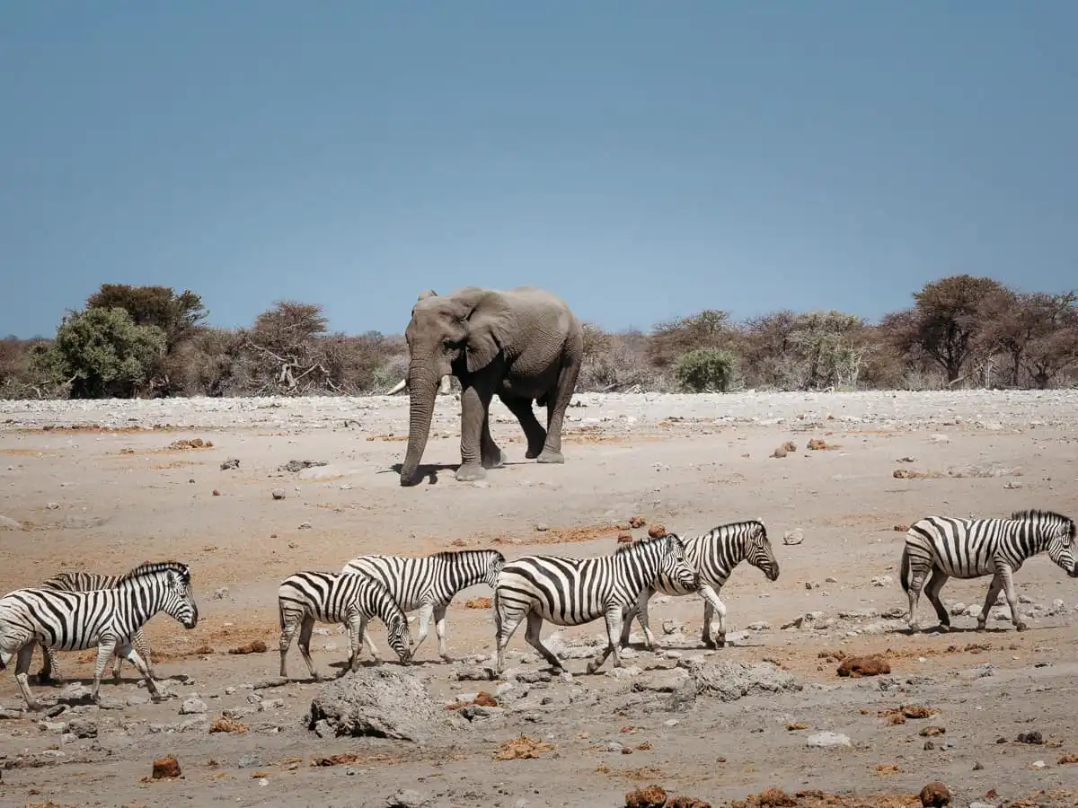 Elephant and Zebras at waterhole