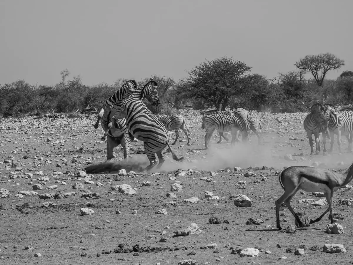 Zebras fighting in Etosha National Park
