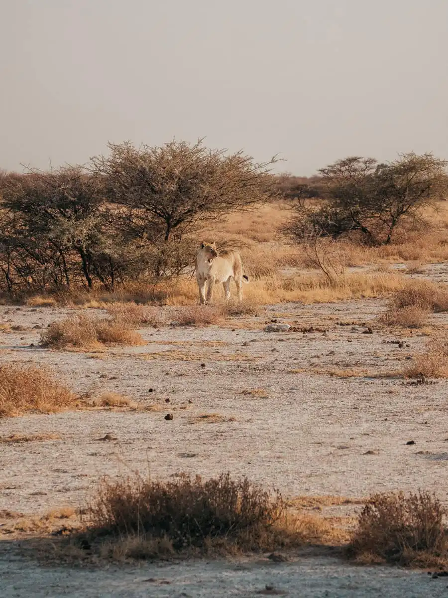 Lion standing next to a bush in Etosha National Park