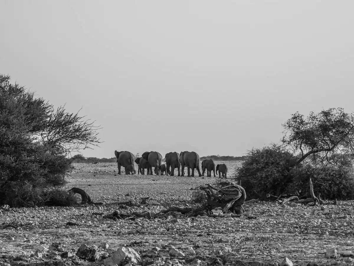 Elephant family in Etosha National Park