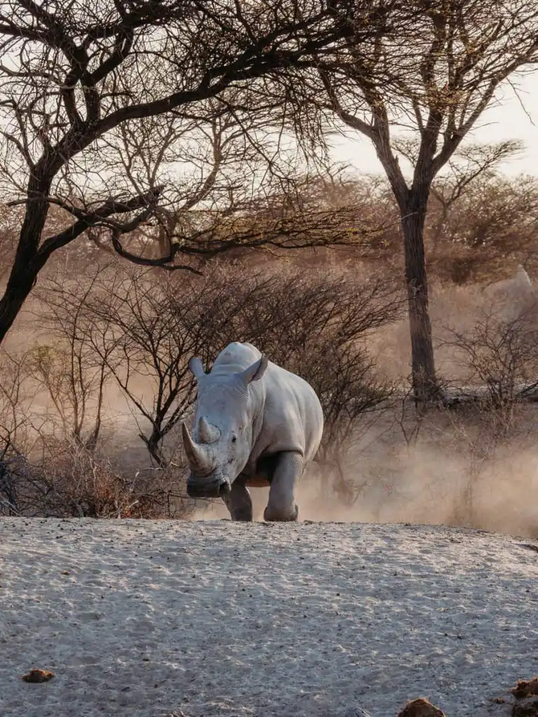 Rhinoceros walking in Etosha