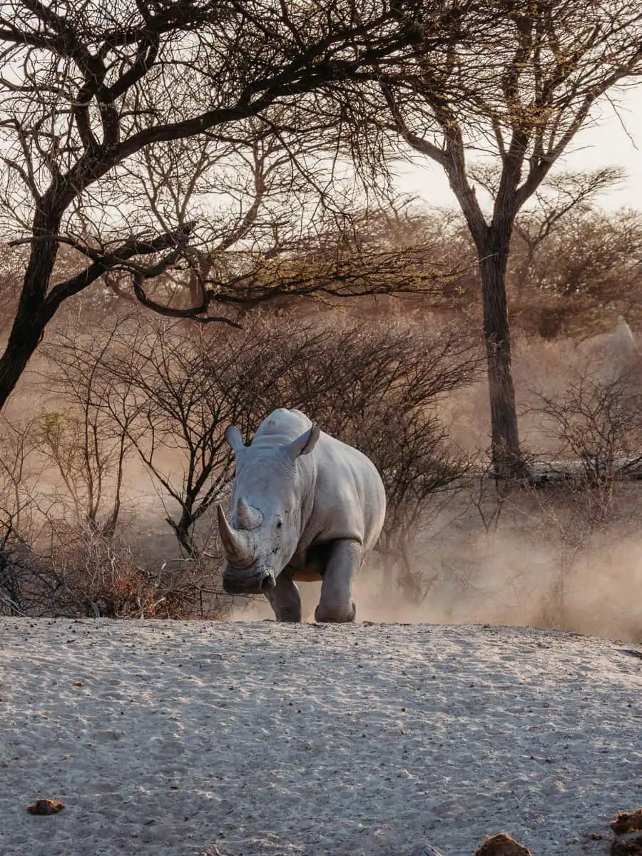 Rhinoceros walking in Etosha