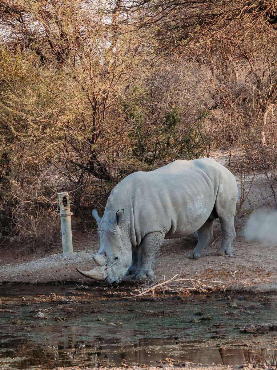 Rhino in Onguma