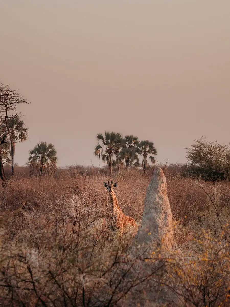 Giraffe poking head out of the bush in Etosha