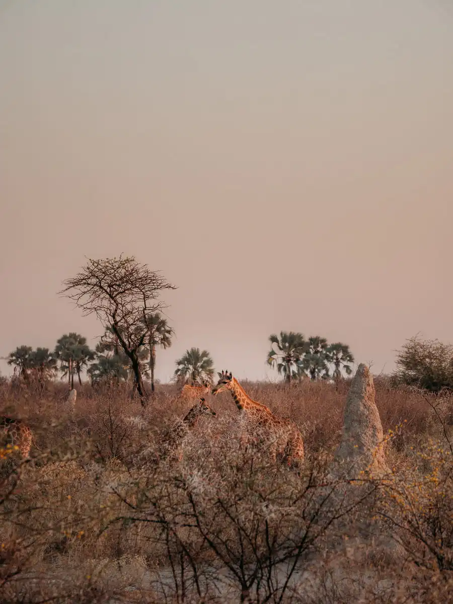 Giraffes in Etosha National Park